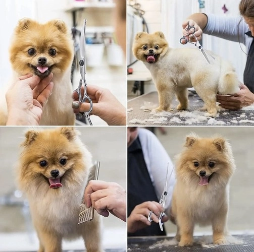 Sakse til hunde Purlov 23186