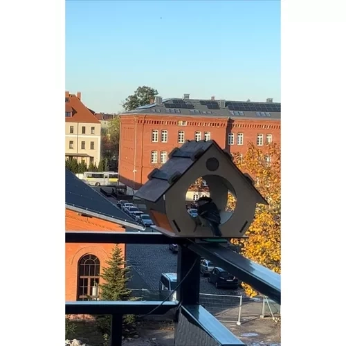 Foderbræt til fugle Maaleo 22585