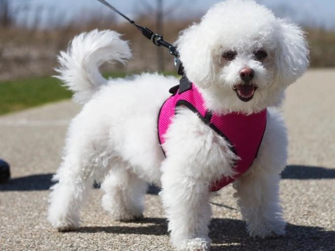 Automatisk hundesnor til hunde op til 15 kg