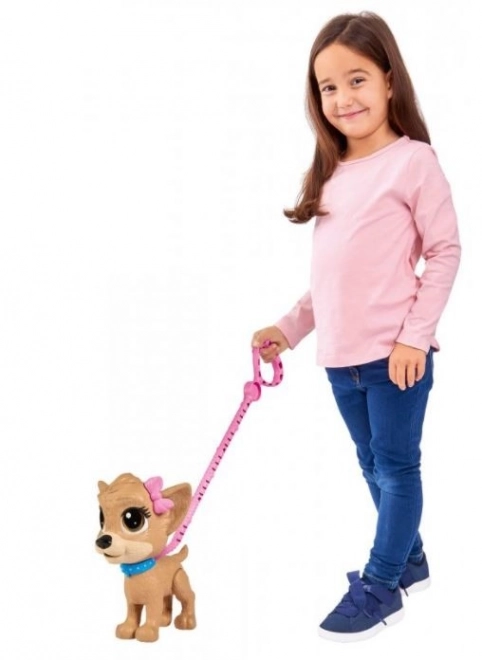 CCL Hund Chihuahua Pii Pii