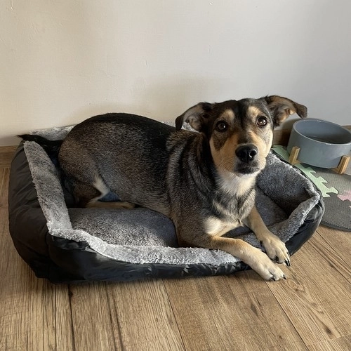 Seng til hunde/katte 60x45cm Purlov 24288