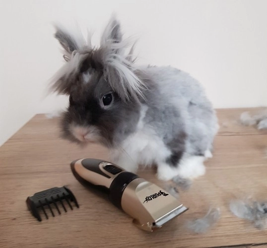 Hundeklippemaskine - sæt