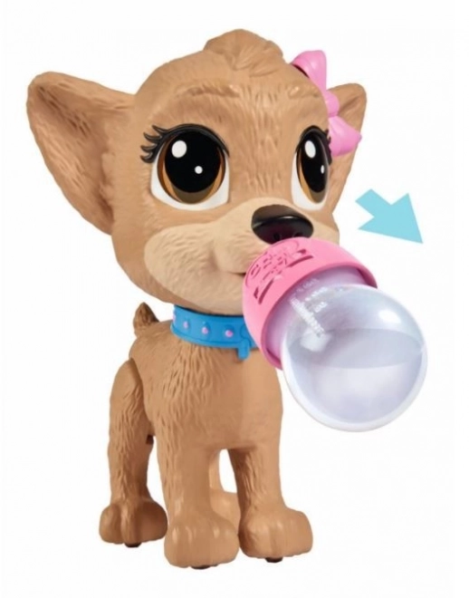 CCL Hund Chihuahua Pii Pii
