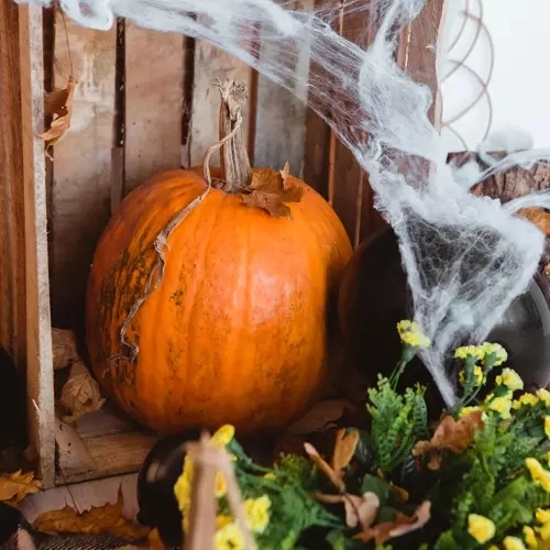 Kunstig Halloween spindelvæv med edderkopper