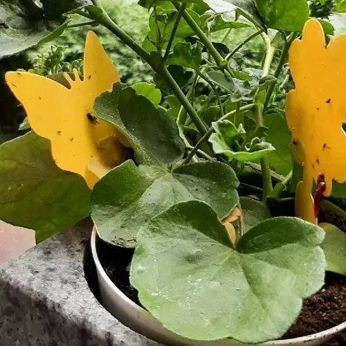Gule klæbefælder til insekter 12 stk