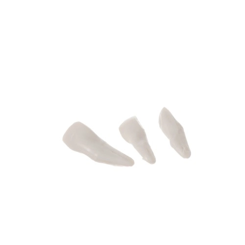 Menneskelig skelet - 170cm Malatec 22583