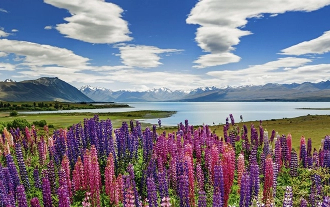 Betagende newzealandsk landskab
