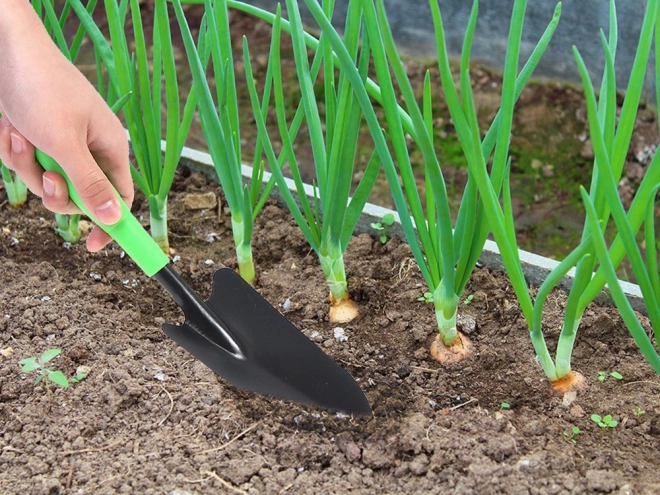 Have omplantningsske