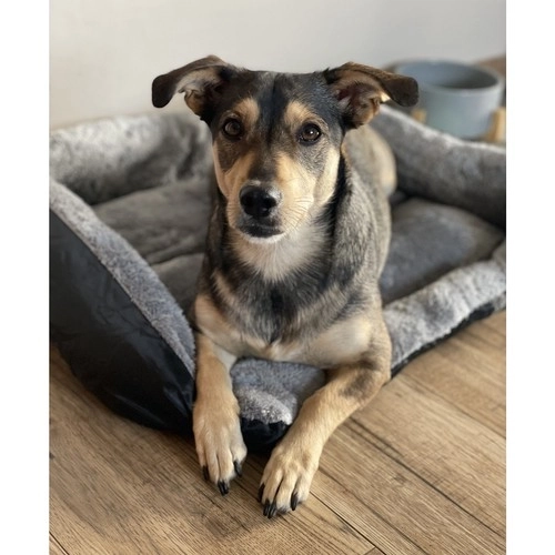 Seng til hunde/katte 60x45cm Purlov 24288