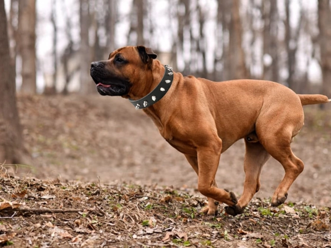 Stilfuldt hundehalsbånd med nitter