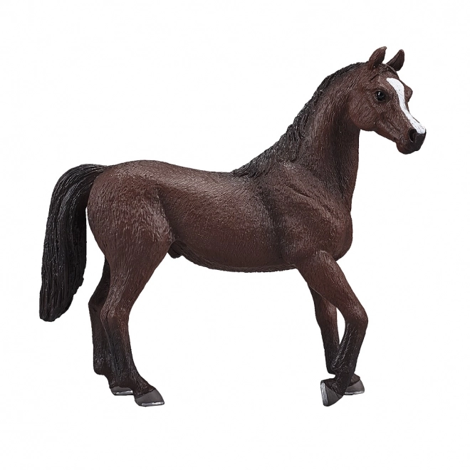 Mojo arabisk hingst