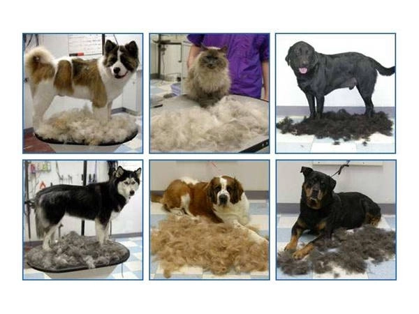 Kam til hunde og katte