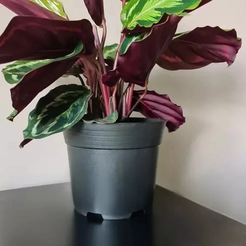 Sæt sorte plastblomsterpotter - 500 stk