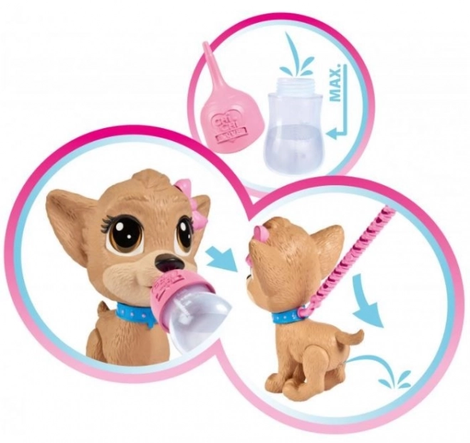 CCL Hund Chihuahua Pii Pii