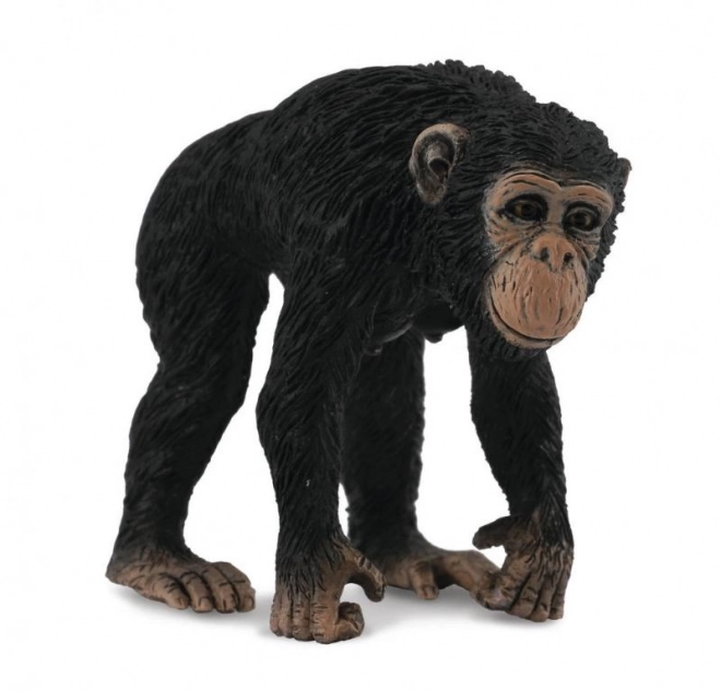 Chimpanse - hun