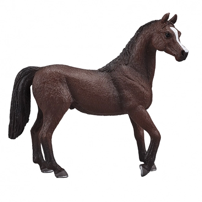 Mojo arabisk hingst