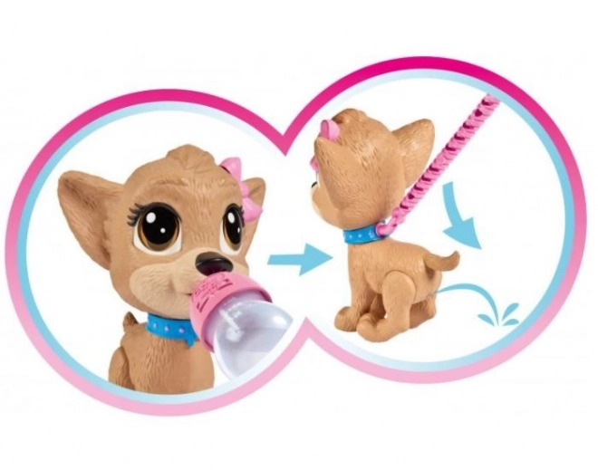 CCL Hund Chihuahua Pii Pii