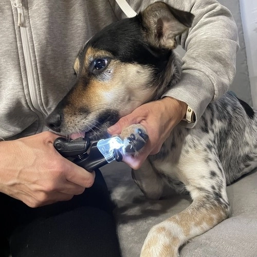 Sikre negleklippere til hunde og katte med LED