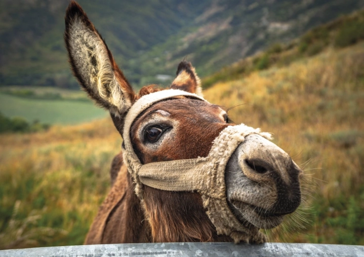 Smukt motiv af æsel i bjergene