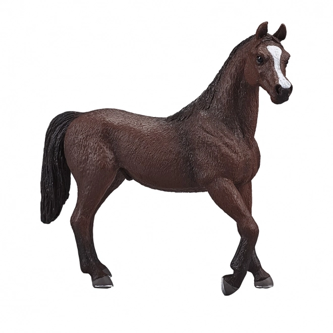 Mojo arabisk hingst