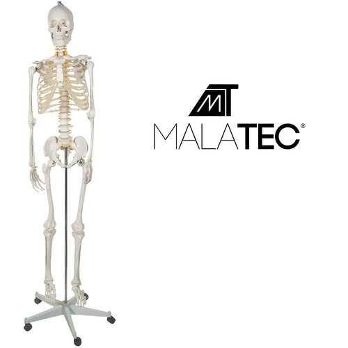 Menneskelig skelet - 170cm Malatec 22583