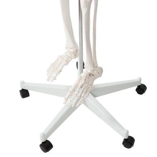 Menneskelig skelet - 170cm Malatec 22583
