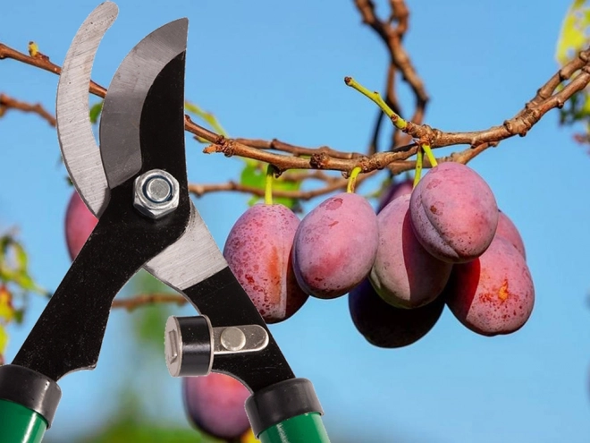 Lange ambolt-havesakse til grene