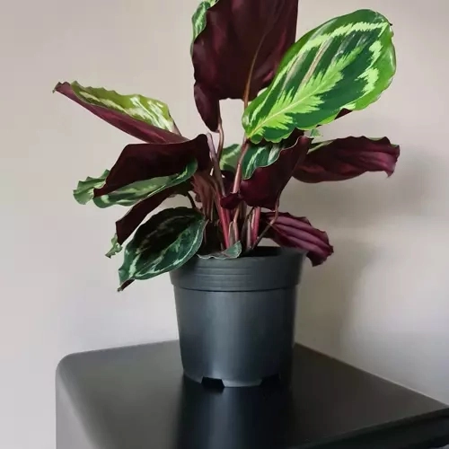 Sæt sorte plastblomsterpotter - 500 stk