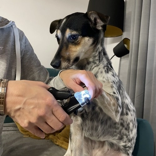 Sikre negleklippere til hunde og katte med LED