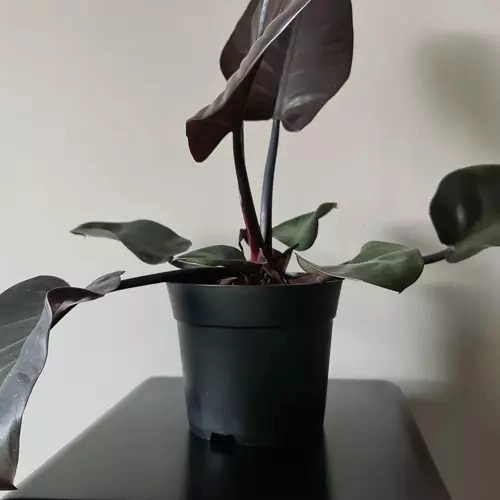 Sæt sorte plastblomsterpotter - 500 stk