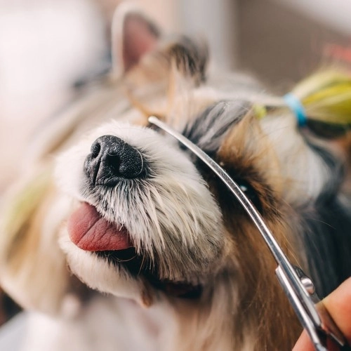 Sakse til hunde Purlov 23186