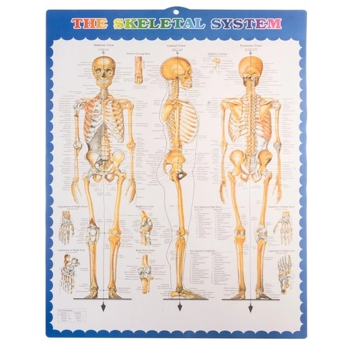 Menneskelig skelet - 170cm Malatec 22583