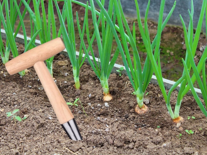 Have pigger til løgplanter