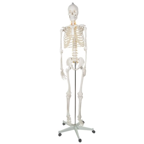 Menneskelig skelet - 170cm Malatec 22583