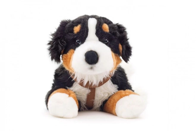 Plys Berner Sennenhund 65 cm