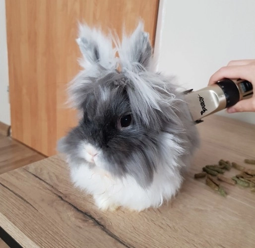 Hundeklippemaskine - sæt