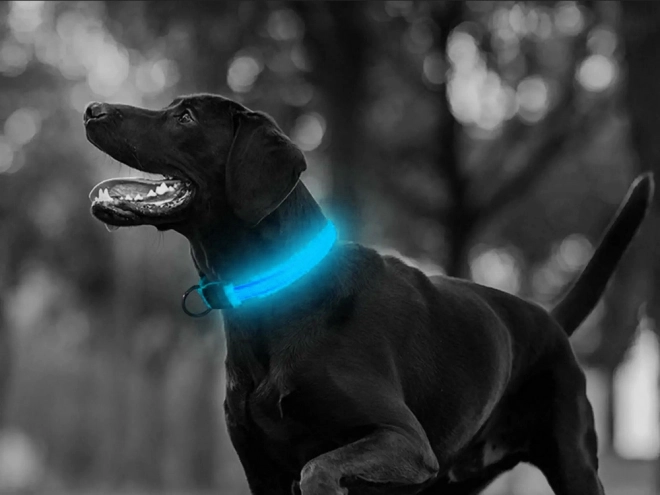 Justerbart LED-halsbånd til hunde og katte