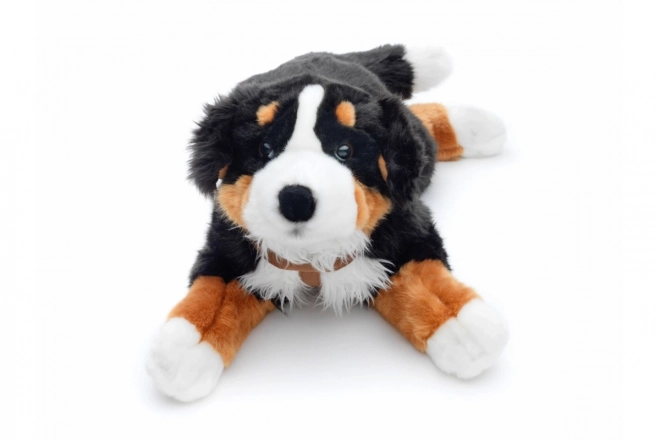Plys Berner Sennenhund 65 cm