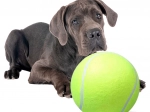 Kæmpe tennisbold til hunde XXL 24 cm